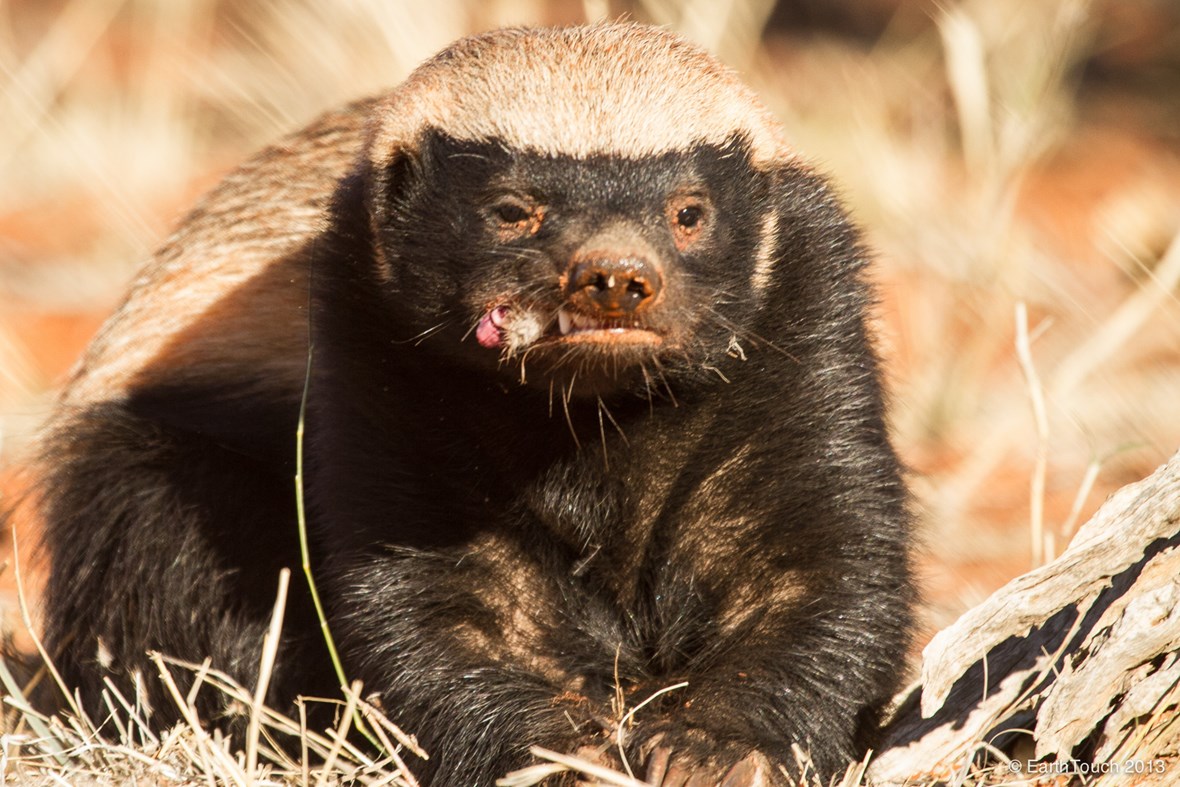 The “Honey Badger” Stock Market The Felder Report
