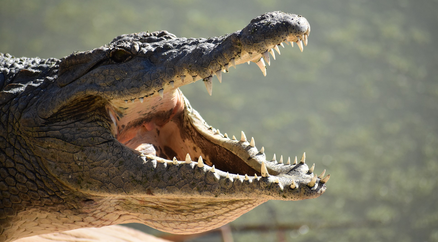 An Epic Set Of ‘Alligator Jaws’