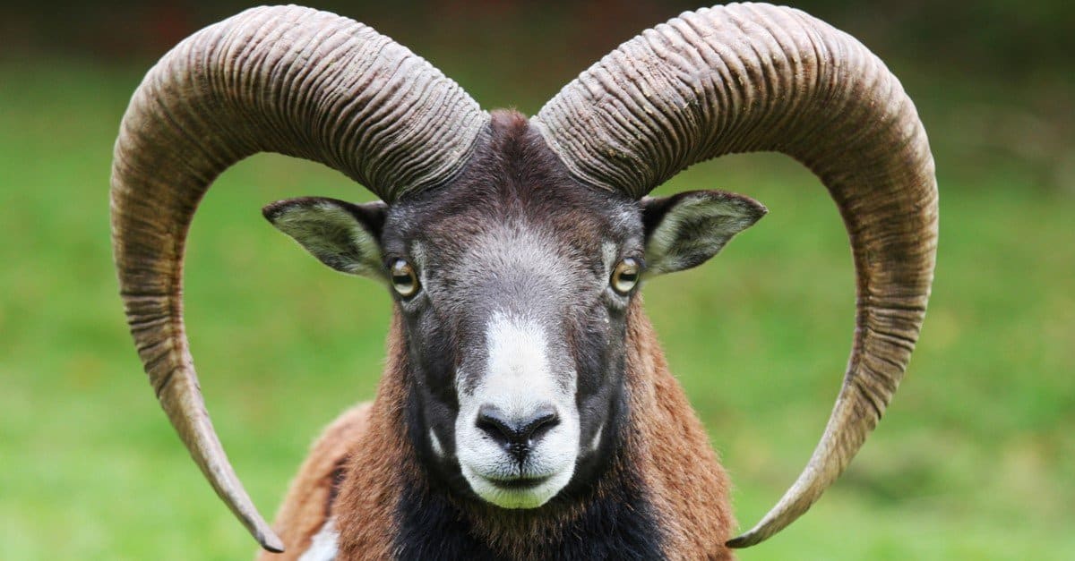 What Does It Mean To Be The GOAT?